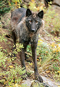 WOV 09 NE0040 01
Gray Wolf Standing In Forest Western Rocky Mountains