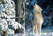 WOV 09 NE0041 01
Gray Wolf Howling In Snow