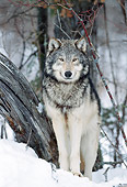 WOV 09 NE0043 01
Gray Wolf Standing In Snowy Forest