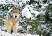 WOV 09 NE0044 01
Gray Wolf Standing In Snow Rocky Mountains