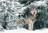 WOV 09 NE0045 01
Gray Wolf Standing In Snow During Midwest Winter