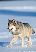 WOV 09 NE0047 01
Gray Wolf Running Through Snow During Midwest Winter