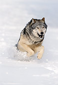 WOV 09 NE0048 01
Gray Wolf Running Through Snow Montana