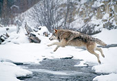 WOV 09 NE0049 01
Gray Wolf Jumping Across River Rocky Mountains