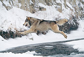 WOV 09 NE0050 01
Gray Wolf Jumping Across River Rocky Mountains