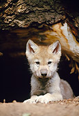 WOV 09 NE0051 01
Gray Wolf Pup Laying At Entrance Of Den