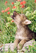 WOV 09 NE0052 01
Gray Wolf Pup Howling By Red Indian Paintbrush Flowers