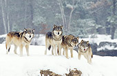 WOV 09 RF0007 01
Four Gray Wolves Standing In Snow