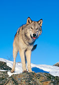 WOV 09 RK0028 02
Gray Wolf Standing On Rock