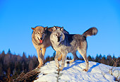 WOV 09 RK0033 19
Gray Wolves Standing On Top Of Snow Covered Rock Blue Sky