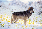 WOV 09 RK0051 01
Profile Shot Of Gray Wolf Standing In Snow