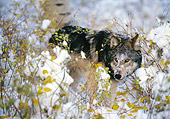 WOV 09 RK0060 08
Gray Wolf Standing By Twigs
