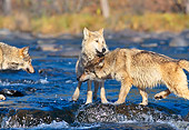 WOV 09 RK0082 03
Two Gray Wolves Playing Around Together In Water