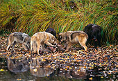 WOV 09 RK0116 04
Pack Of Gray Wolves Eating Carcass By Water