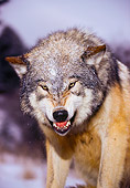 WOV 09 RK0134 41
Head Shot Of Gray Wolf Snarling At Camera
