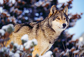 WOV 09 RK0144 03
Gray Wolf Standing By Snow Covered Trees Facing Camera