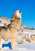 WOV 09 RK0155 27
Profile Of Gray Wolf Standing On Snow Howling Blue Sky