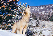 WOV 09 RK0158 06
Profile Shot Of Gray Wolf Standing On Snow Howling Trees