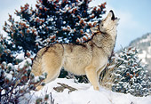 WOV 09 RK0158 11
Profile Shot Of Gray Wolf Standing On Snow Howling Trees