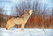 WOV 09 RK0160 02
Profile Shot Of Gray Wolf Howling On Snow