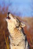 WOV 09 RK0161 04
Head Shot Of Gray Wolf Howling