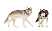 WOV 09 RK0175 04
Gray Wolves On White Seamless Background