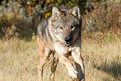 WOV 09 RW0033 01
Close-Up Of Gray Wolf Walking In North American Forest