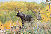 WOV 09 RW0039 01
Young Gray Wolf Standing On Dirt Mound In Woods