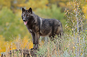 WOV 09 RW0040 01
Young Gray Wolf Standing On Dirt Mound In Woods