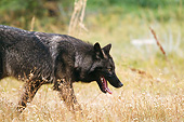 WOV 09 RW0042 01
Young Gray Wolf Walking Through Meadow