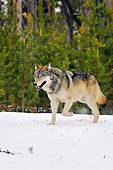 WOV 09 TL0049 01
Gray Wolf Walking In Snow Yellowstone National Park