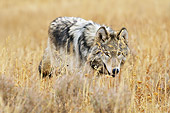 WOV 09 TL0050 01
Gray Wolf Walking Through Meadow Yellowstone National Park