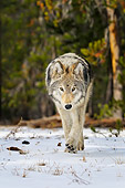 WOV 09 TL0051 01
Gray Wolf Walking In Snow Yellowstone National Park