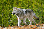 WOV 09 TL0052 01
Gray Wolf Walking In Woods Yellowstone National Park