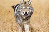 WOV 09 TL0053 01
Close-Up Of Gray Wolf Walking In Meadow Yellowstone National Park