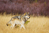 WOV 09 TL0054 01
Gray Wolf Walking In Meadow Yellowstone National Park