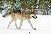 WOV 09 TL0055 01
Gray Wolf Walking On Snow Yellowstone National Park