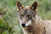 WOV 09 WF0001 01
Head Shot Of Iberian Wolf