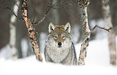 WOV 09 WF0004 01
Head Shot Of European Gray Wolf In Snowy Birch Forest