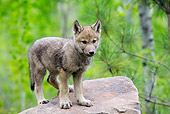 WOV 09 WF0005 01
Gray Wolf Pup Standing On Rock In Forest