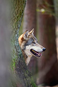 WOV 09 WF0006 01
Portrait Of European Gray Wolf Standing Behind Tree In Forest