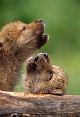 WOV 09 DB0001 01
Gray Wolf Puppies Howling Near Den