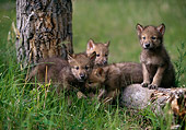 WOV 09 DB0003 01
Gray Wolf Pups In Habitat