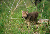 WOV 09 DB0004 01
Gray Wolf Pup In Habitat