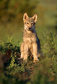 WOV 09 DB0006 01
Gray Wolf Pup Sitting In Habitat