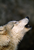 WOV 09 DB0008 01
Portrait Head Shot Of Gray Wolf Howling