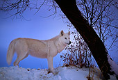WOV 09 DB0009 01
Gray Wolf In Winter Habitat