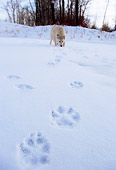 WOV 09 DB0010 01
Wolf Paw Prints In Snow