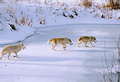 WOV 09 DB0012 01
Pack Of Gray Wolves In Winter Habitat