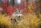 WOV 09 DB0014 01
Gray Wolf Standing Facing Camera In Tall Grass In Autumn